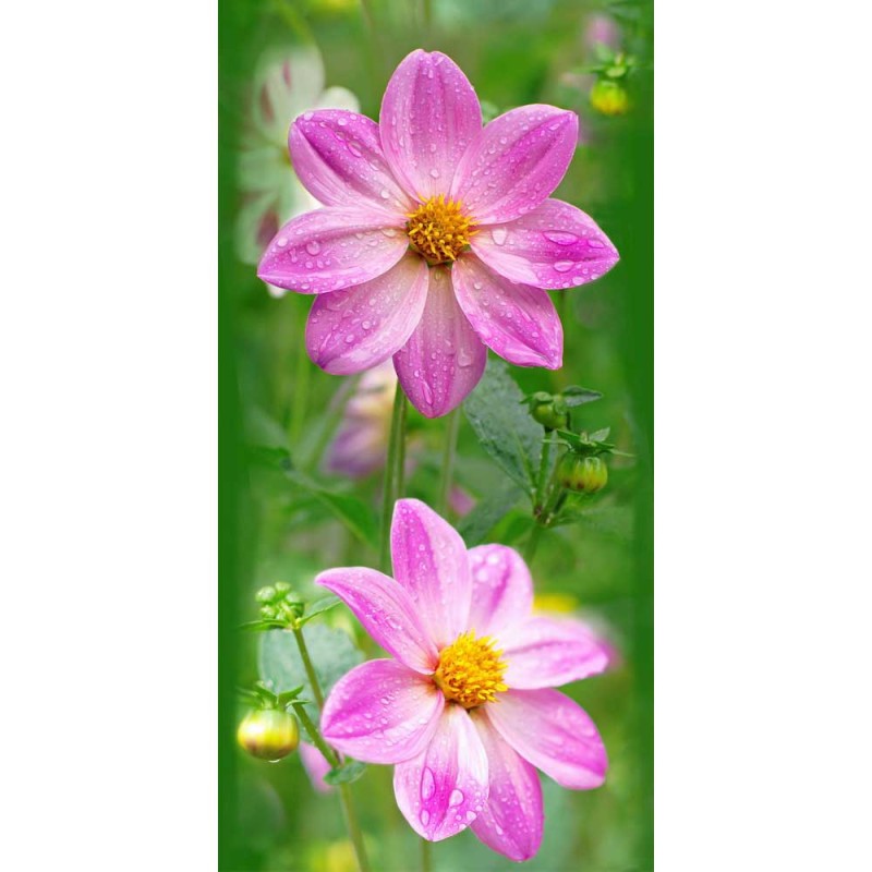 Космея Панель ПВХ